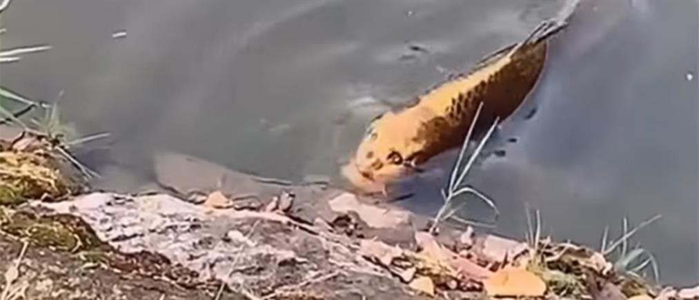 Viral βίντεο: απαθανατίστηκε ψάρι με ανθρώπινο πρόσωπο!