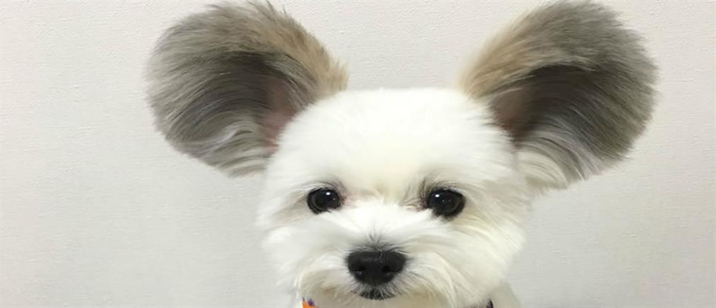Σκύλος με αυτιά …Μίκυ Μάους (φωτo – βίντεο)