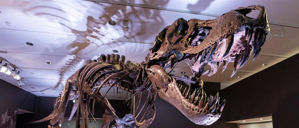 ΗΠΑ: Παιδιά ανακάλυψαν απολιθωμένο οστό δεινόσαυρου ενώ έκαναν βόλτα