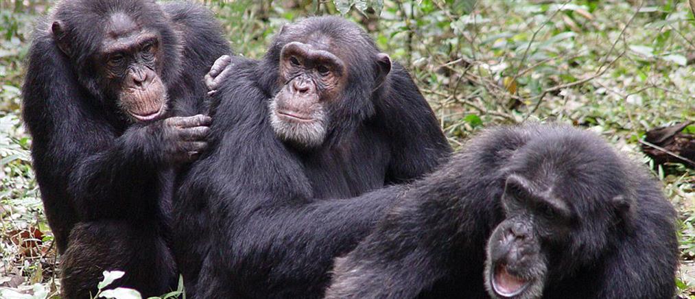 Οι χιμπατζήδες είναι τα πιο μιμητικά όντα μετά τον άνθρωπο
