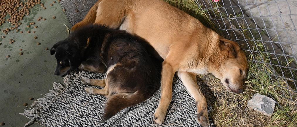 Αγρίνιο: Φιλόζωοι κατά Δήμου για εγκατάλειψη των ζώων