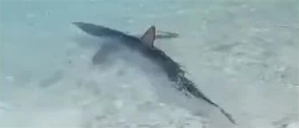 Επτάνησα: Γαλάζιος καρχαρίας εμφανίστηκε στα ρηχά (βίντεο)