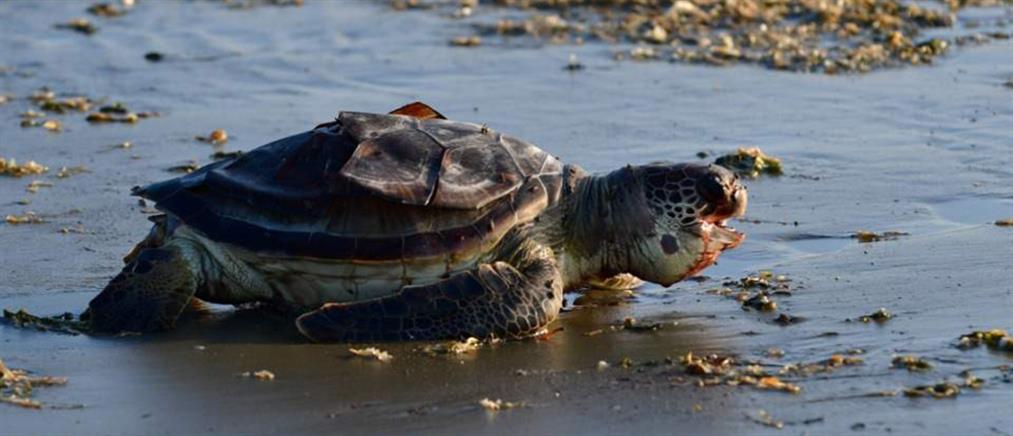 Ιερισσός: εντοπίστηκε νεκρή χελώνα καρέτα – καρέτα