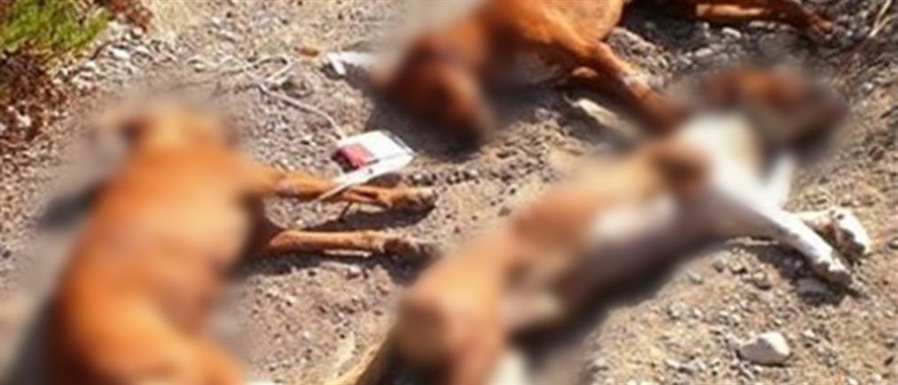 Χαλκιδική: Νεκρά σκυλιά εντόπισε δημοτικός υπάλληλος