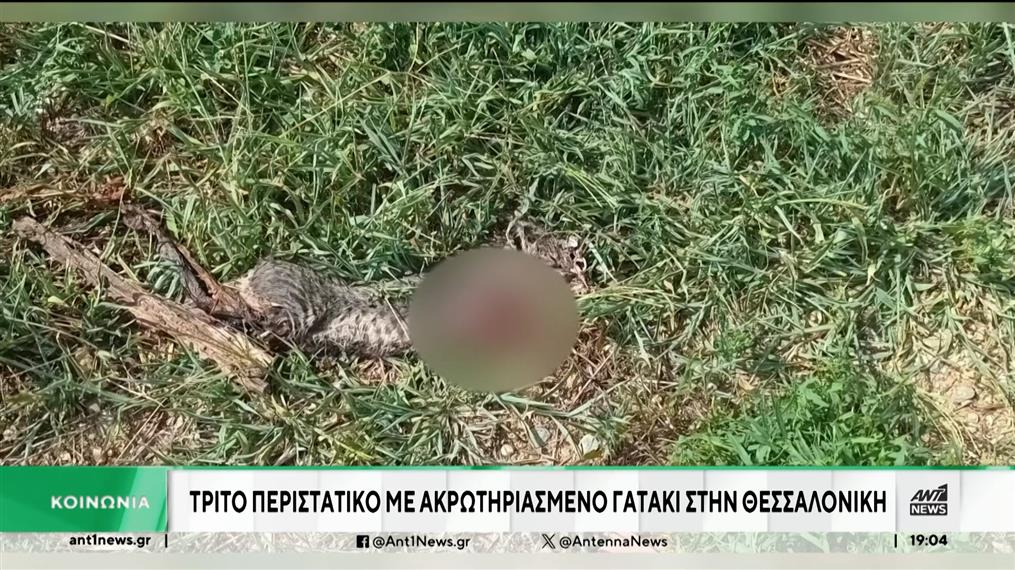 Νέο περιστατικό με ακρωτηριασμένο γατάκι στη Θεσσαλονίκη