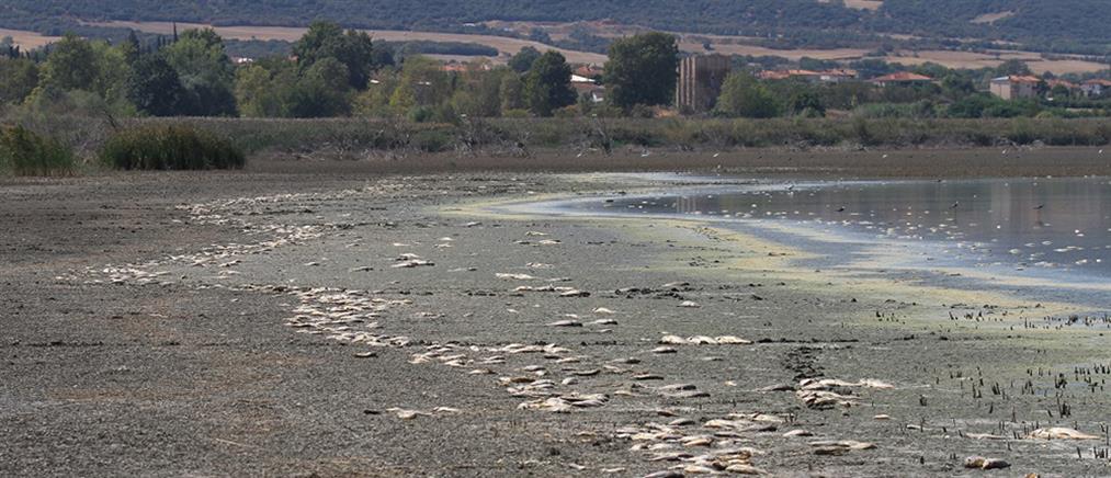 Χιλιάδες νεκρά ψάρια στην Κορώνεια (εικόνες)