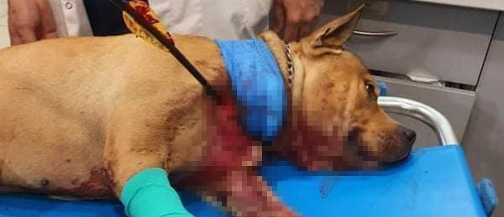 Σκύλος χτυπήθηκε από βέλος στην Πετρούπολη (εικόνες)