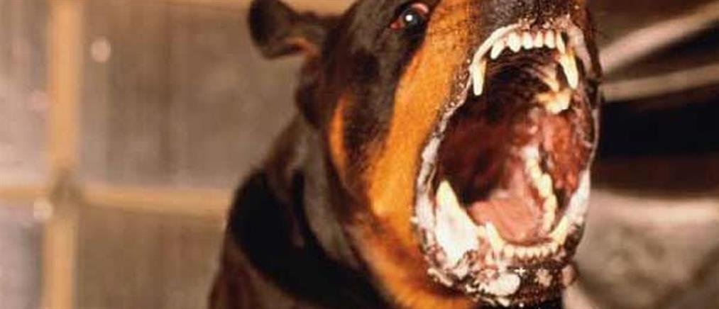 Κόρινθος: Αγέλη σκύλων επιτέθηκε και τραυμάτισε Βρετανούς τουρίστες (εικόνες)