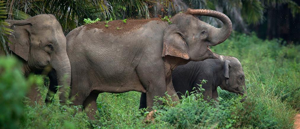 Λαθροκυνηγοί απειλούν με εξαφάνιση τους ελέφαντες