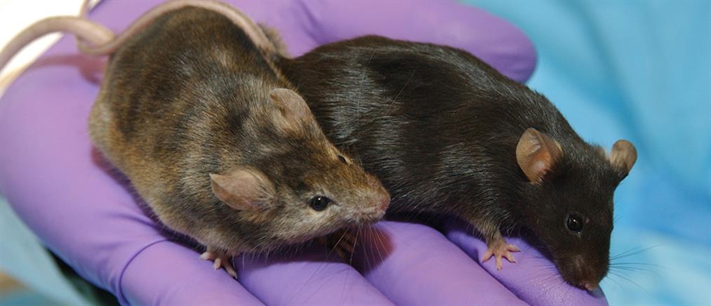 Επιστήμονες άλλαξαν φύλο σε ποντίκια “παίζοντας” με το DNA τους