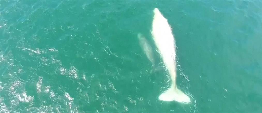 Σπάνια φάλαινα-αλμπίνος εντοπίστηκε στο Μεξικό (βίντεο)
