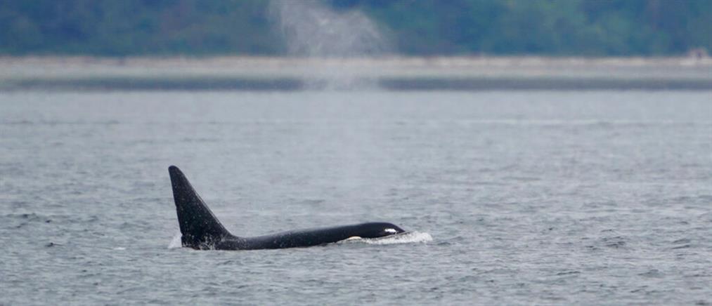 Γαλλία – Σηκουάνας: Επιχείρηση διάσωσης φάλαινας όρκα