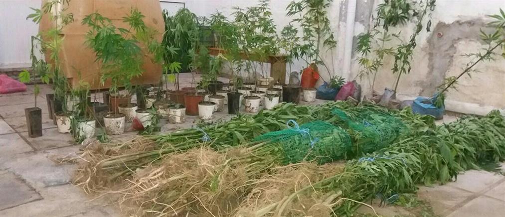 Φλώρινα: Καλλιεργούσε 374 χασισόδενδρα