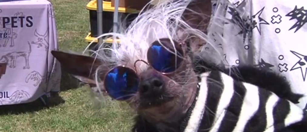 Καλλιστεία για το πιο άσχημο σκυλί του κόσμου (βίντεο)