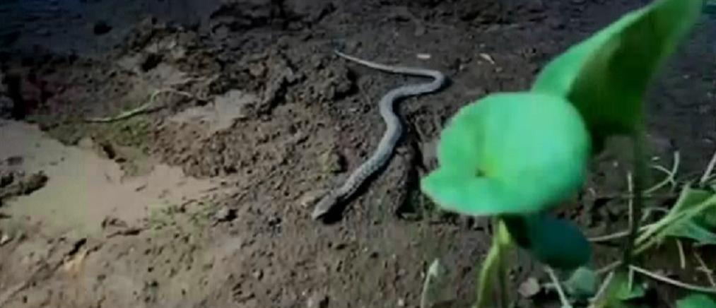 Ιράκ: Αγρότης βρήκε φίδι με δύο κεφάλια (εικόνες)