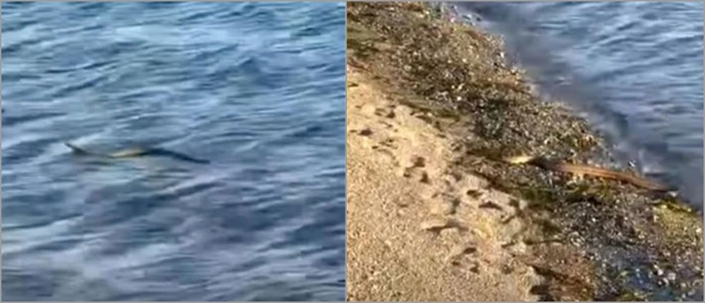 Εύβοια: φίδι κολυμπάει στην θάλασσα (βίντεο)