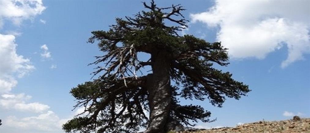 Αυτό είναι το γηραιότερο δέντρο της Ευρώπης και βρίσκεται στην Πίνδο