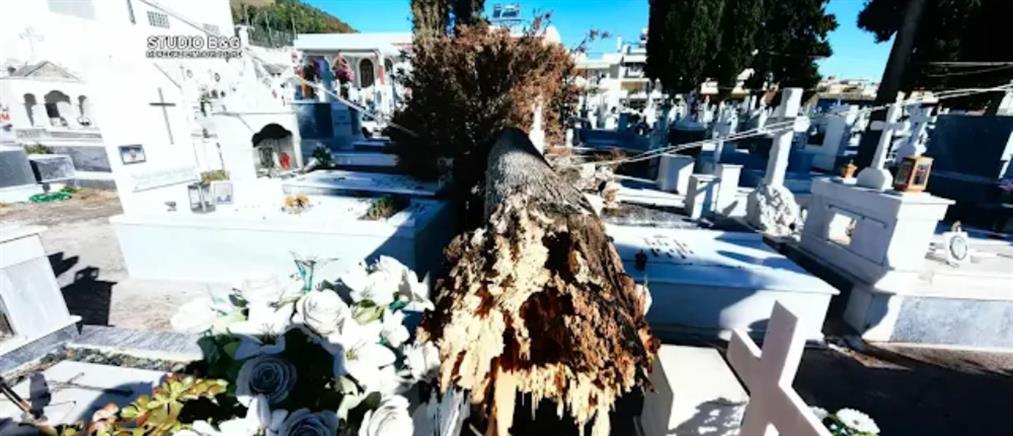 Κακοκαιρία “Bettina” - Άργος: δέντρα έπεσαν πάνω σε μνήματα (εικόνες)