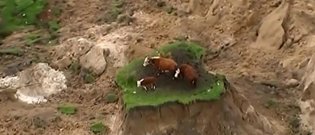 Σώθηκαν οι αγελάδες-“σύμβολο” του σεισμού στην Νέα Ζηλανδία (βίντεο)