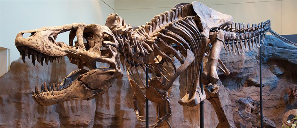 Ανακαλύφθηκαν δύο νέα είδη δεινοσαύρων 

