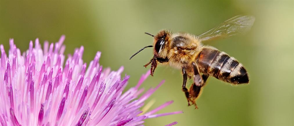 Πού πονάει περισσότερο το τσίμπημα της μέλισσας;