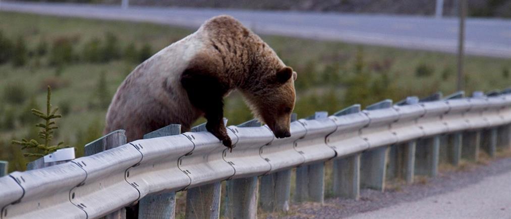 Συναγερμός στους οδηγούς για τις αρκούδες που “έσκασαν μύτη” στην Καστοριά