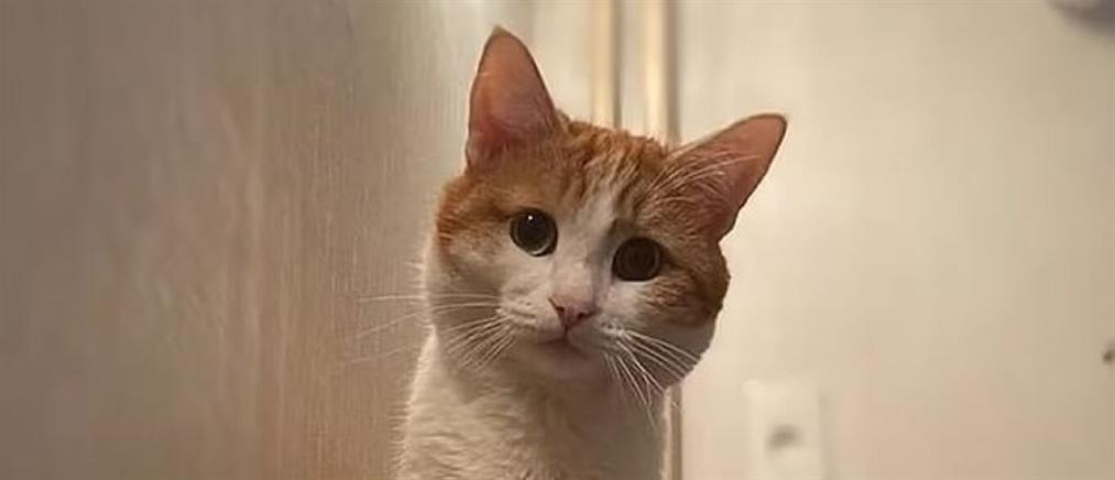 Ρωσία: Οργή για τον θάνατο γάτας - Ελεγκτής την πέταξε έξω από τρένο (βίντεο)