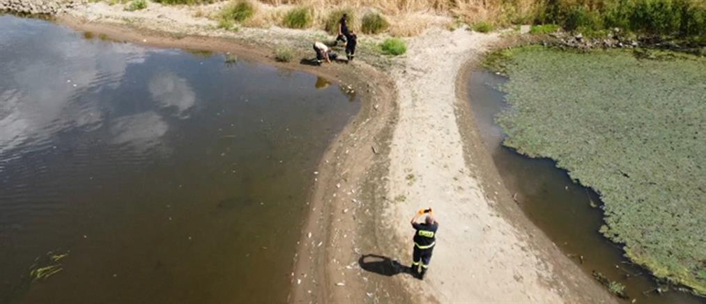 Πολωνία: Μαζικός θάνατος ψαριών στον ποταμό Όντερ (βίντεο)