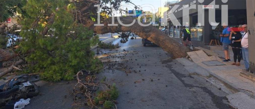 Ηράκλειο - Δασολόγος αποκαλύπτει: Το δέντρο που σκότωσε δικυκλιστή ήταν επιχωματωμένο