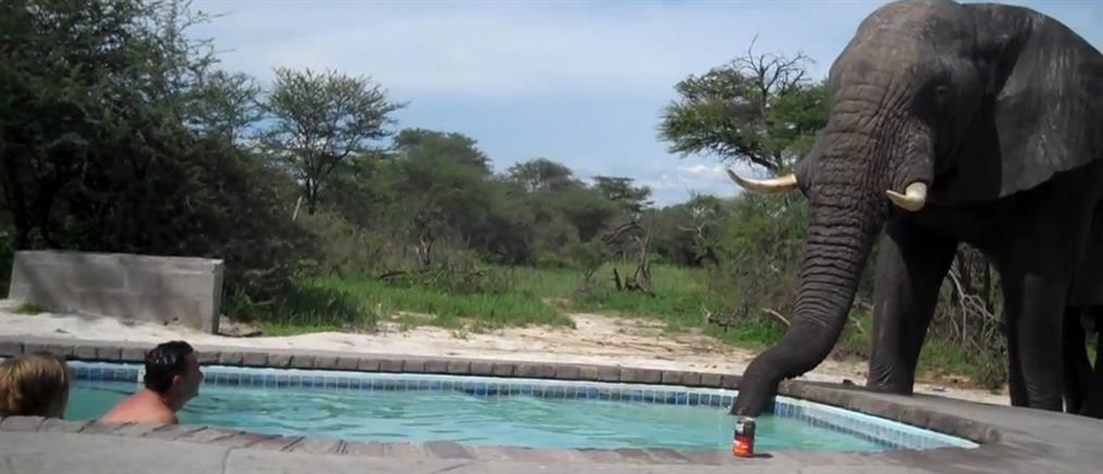 Ελέφαντας ξεδιψάει σε πισίνα με τουρίστες