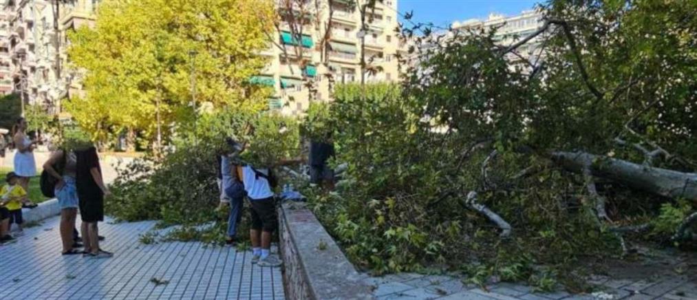 Θεσσαλονίκη: Κλαδί δέντρου καταπλάκωσε άνδρα (εικόνες)