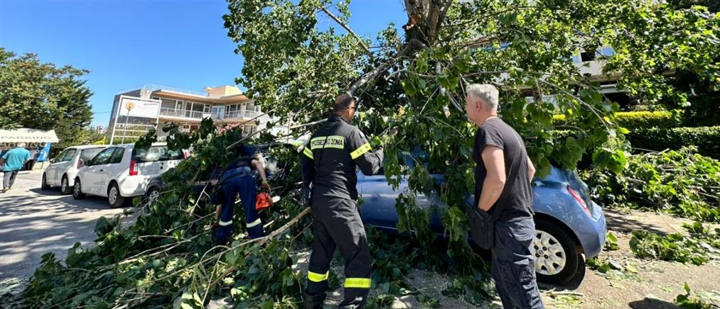 Μαρούσι: Δέντρο έπεσε σε αυτοκίνητα (εικόνες)