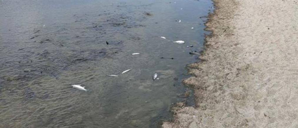 Χερσόνησος: Δεκάδες νεκρά ψάρια στον Αποσελέμη (εικόνες)