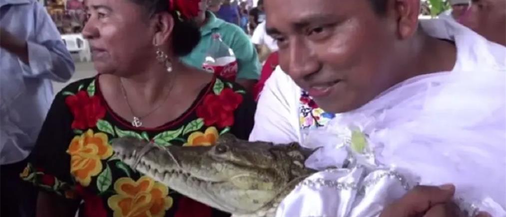 Μεξικό: Δήμαρχος παντρεύτηκε αλιγάτορα! (εικόνες)