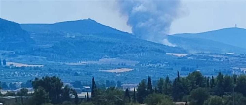 Φωτιά στην Τανάγρα Βοιωτίας: Σηκώθηκαν εναέρια μέσα (εικόνες)