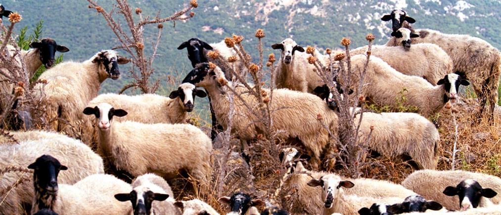 Πανώλη σε αιγοπρόβατα: Νέο κρούσμα στην ορεινή Κορινθία