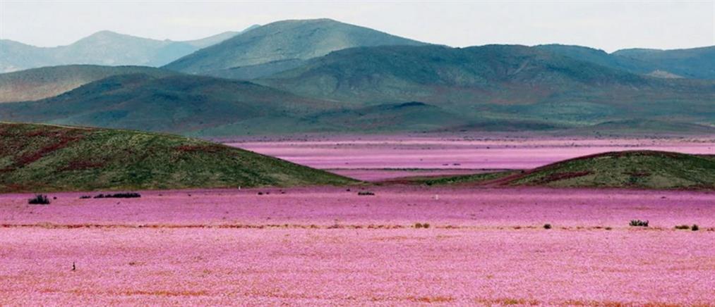 Άνθισε η πιο ξηρή έρημος στον κόσμο χάρη στο… Ελ Νίνιο (φωτο)