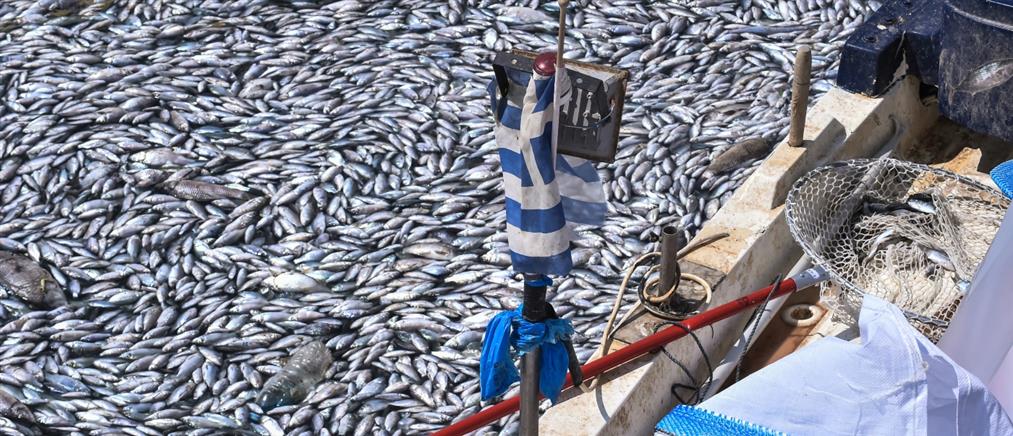 Βόλος - Νεκρά ψάρια: Κραυγή αγωνίας από τους αλιείς (εικόνες)