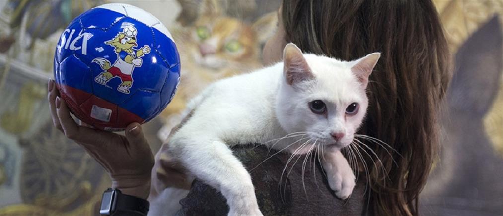Ο γάτος Αχιλλέας επίσημος “προγνώστης” του Μουντιάλ