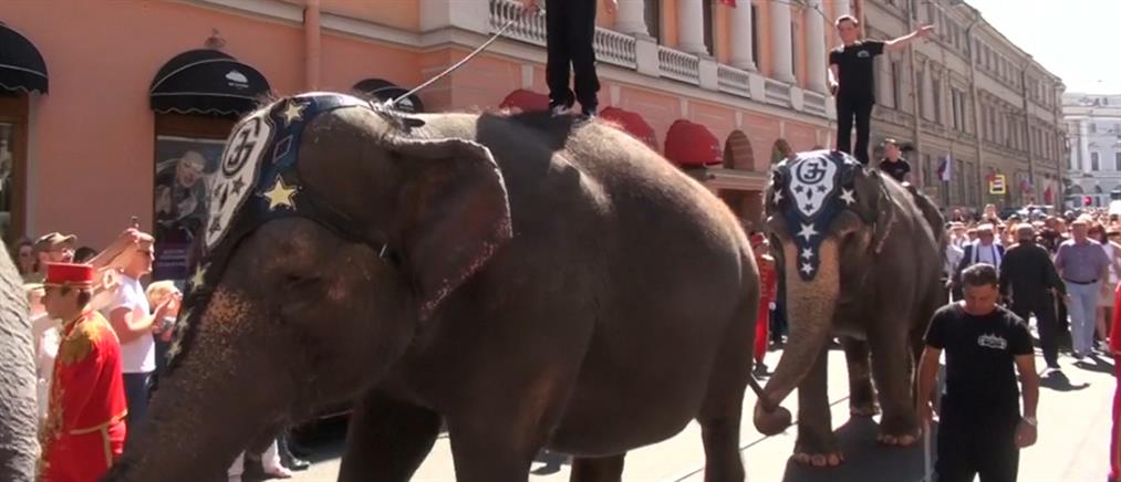 Ελέφαντες προκάλεσαν κυκλοφοριακό χάος στην Αγία Πετρούπολη (βίντεο)