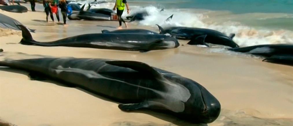 Εκατοντάδες φάλαινες ξεβράστηκαν σε παραλία! (βίντεο)