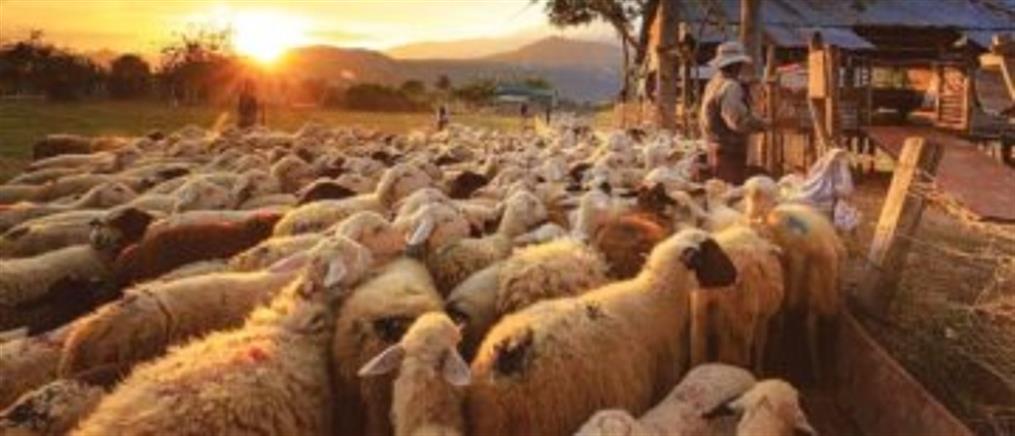 Κτηνοτρόφοι Θεσσαλίας: “Όσα ζώα επέζησαν από τη θεομηνία, κινδυνεύουν από ασιτία”