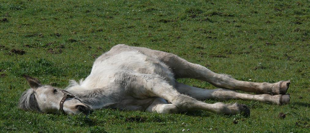 Μυστήριο με το θάνατο άγριων αλόγων στο Πάπιγκο