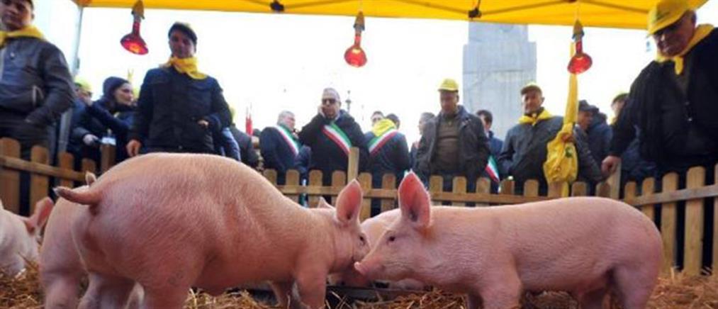 Διαμαρτυρία με… γουρούνια έξω από το κοινοβούλιο