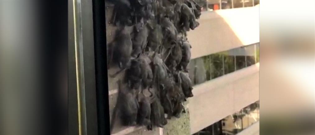 Τοίχος με “επένδυση” από νυχτερίδες! (βίντεο)