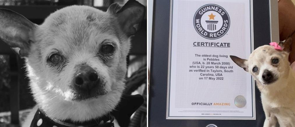 Πεμπλς: Πέθανε η γηραιότερη σκυλίτσα στον κόσμο (εικόνες)