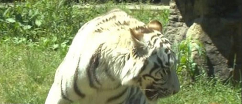Φρίκη: Τον κατασπάραξε λευκή τίγρης