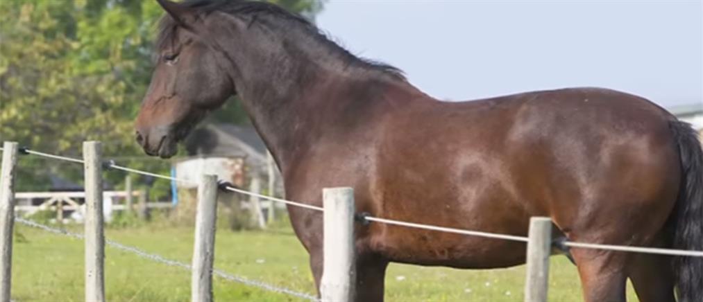 Χαλκίδα: Σοκ με νεκρό άλογο που βασανίστηκε πριν πεθάνει