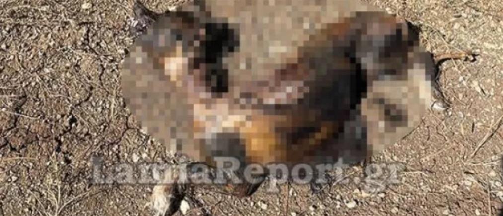 Λαμία: έκαψαν ζωντανό σκύλο (σκληρές εικόνες)