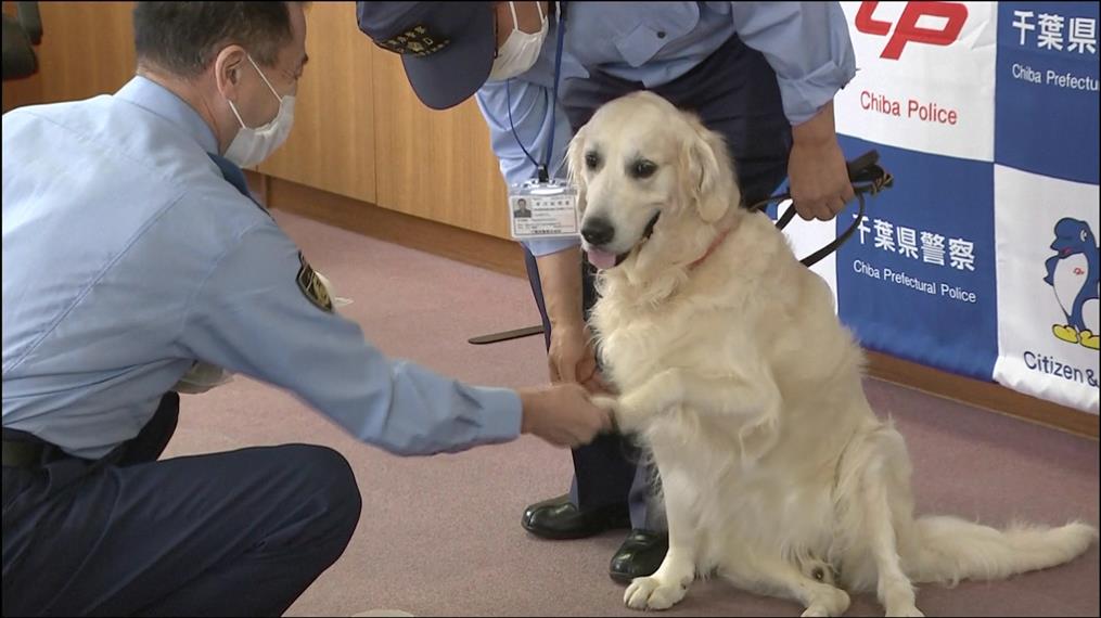 Ιαπωνία: Αστυνομικός σκύλος εντόπισε ανήλικη μυρίζοντας τα παπούτσια της